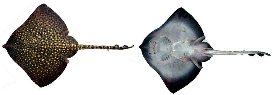 Raja asterias_05.jpg